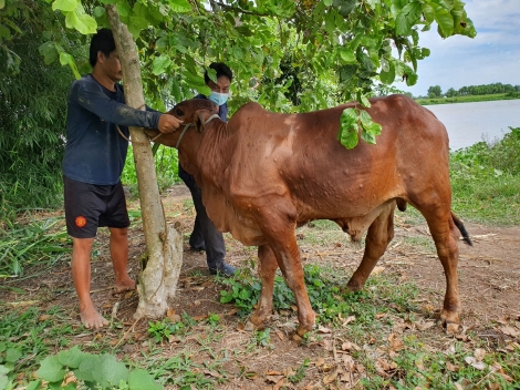 Tây Ninh: Nỗ lực kiểm soát, khống chế thành công dịch bệnh Viêm da nổi cục trên trâu, bò