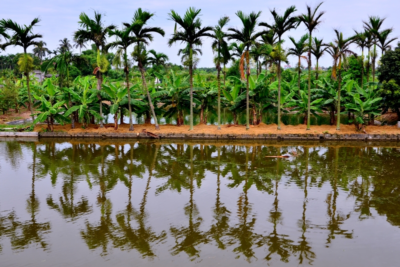 Hè về lại nhớ mo cau