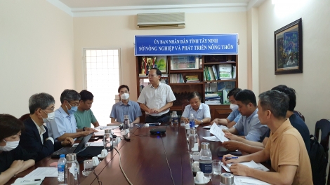 Đoàn chuyên gia Nhật Bản tham quan nghiên cứu và trao đổi về mô hình trồng khoai mì tại Tây Ninh