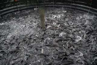 Nông dân Phước Ninh phấn khởi với mô hình nuôi cá lóc trên bể bạt