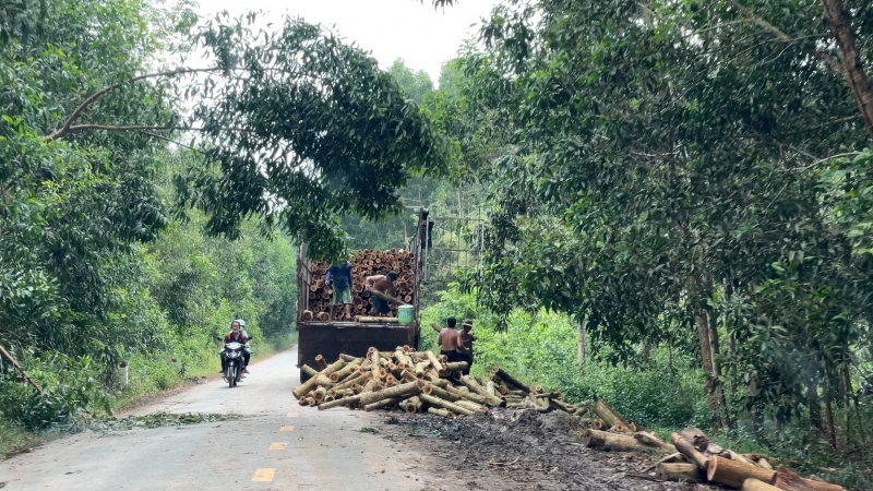 Giá keo lai cao, người trồng rừng ồ ạt khai thác theo thiết kế