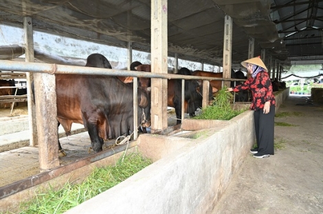 Phát triển ngành chăn nuôi theo hướng bền vững