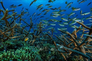 UNESCO công bố ấn bản đầu tiên của Báo cáo Tình trạng Đại dương