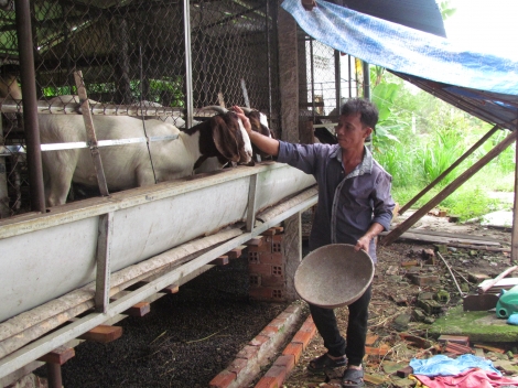 Nuôi dê hiệu quả kinh tế cao