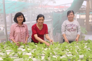 Trường THCS Trần Hưng Đạo: Duy trì vườn rau sạch gây quỹ hoạt động Đội