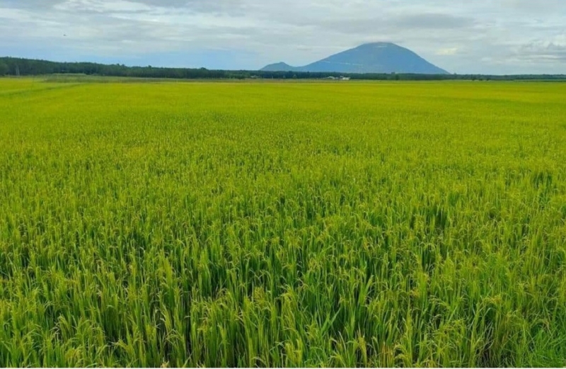 Nghịch lý đất nông nghiệp