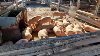 Nam Phi cấm vận chuyển gia súc nhằm phòng ngừa bệnh lở mồm long móng