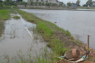 Cần một kênh tiêu cho cánh đồng Bình Phú, Bình Phước và Gò Ngãi