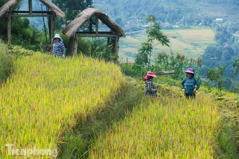 Ruộng bậc thang Y Tý vào mùa vàng: Thiên đường là đây!