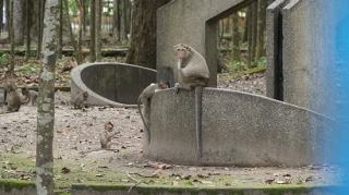 Di dời nhiều cá thể khỉ trong Nội ô Toà thánh Cao Đài