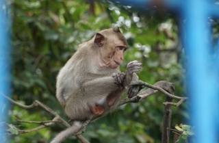 Nhiều cá thể khỉ trong Nội ô Toà thánh Cao Đài được đưa về rừng tự nhiên
