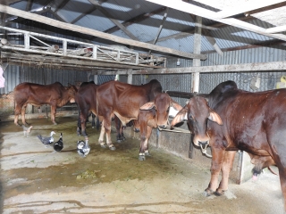 Một hộ nuôi bò, nhiều hộ bị ảnh hưởng mùi hôi