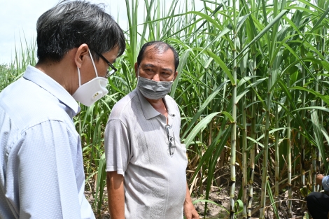 TTCS phát triển vùng nguyên liệu mía đường Tây Ninh