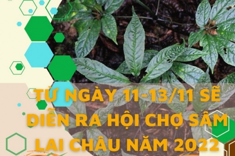 Hội chợ sâm lần đầu tiên được tổ chức tại Lai Châu