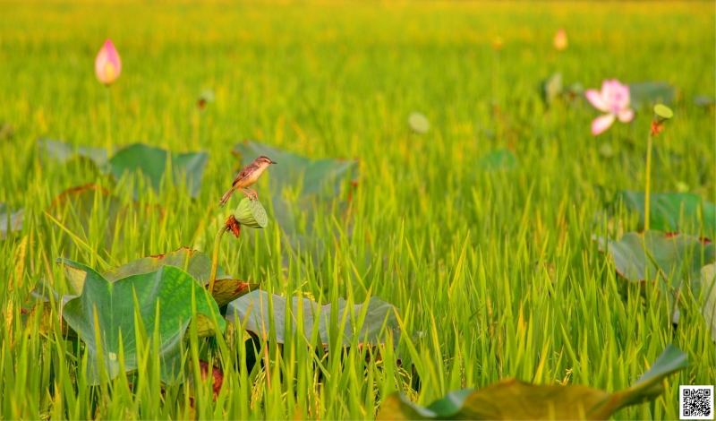 Nỗi nhớ lưu ly