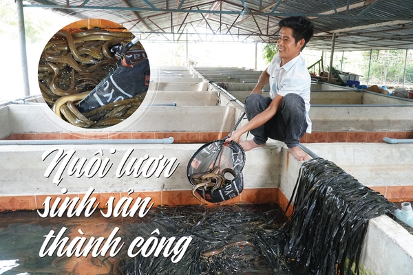 Nuôi lươn sinh sản thành công