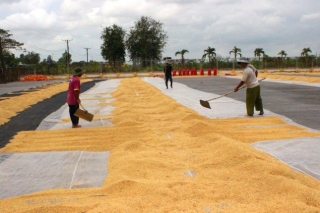Là 'cường quốc' xuất khẩu gạo, vì sao Việt Nam phải nhập gần 1 triệu tấn gạo?