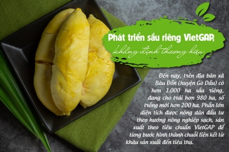 Phát triển sầu riêng VietGAP, khẳng định thương hiệu