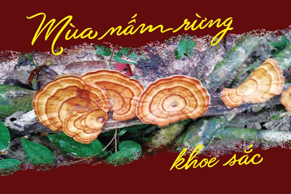 Mùa nấm rừng khoe sắc