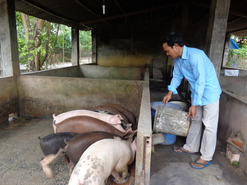 Tết sắp đến, người chăn nuôi không mặn mà tái đàn