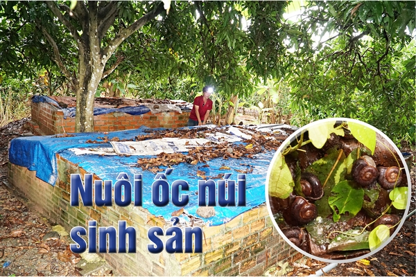 Nuôi ốc núi sinh sản