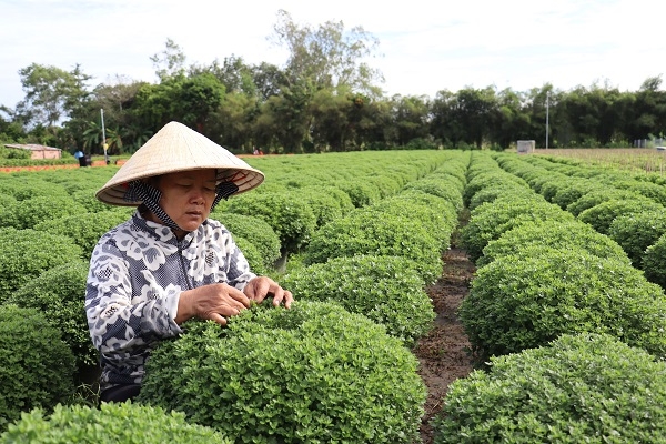 Nông dân tất bật vụ hoa tết