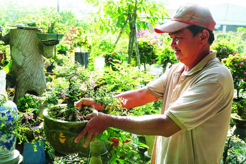 Hoa kiểng vào vụ Tết