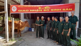 Hội CCB xã Lộc Ninh: Giao bò sinh sản cho hội viên