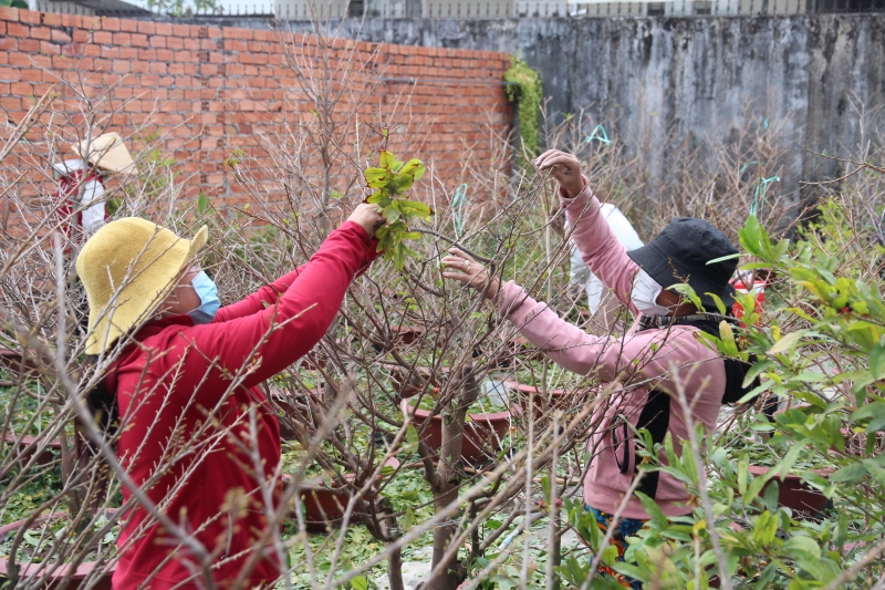 Làng mai Bến Kéo nhộn nhịp ngày giáp Tết