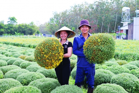 Hoa tết đã sẵn sàng