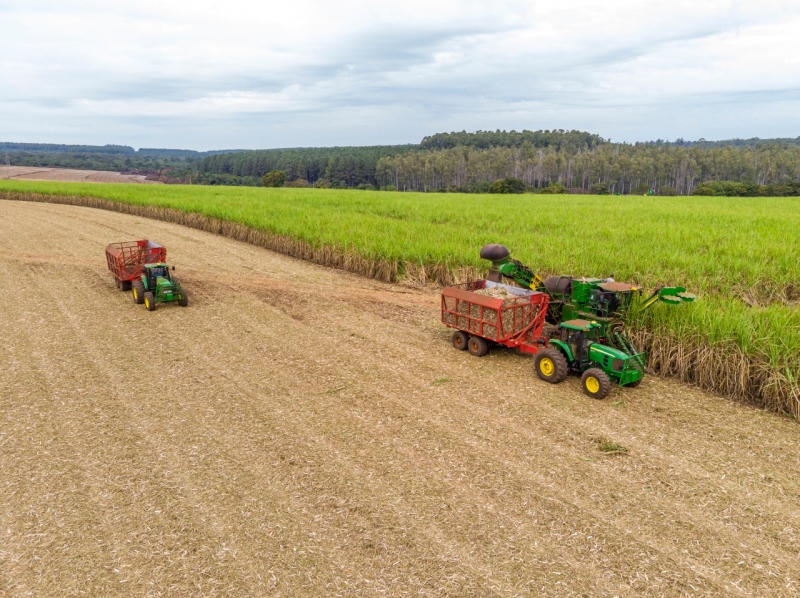 TTC AgriS chủ động xây dựng vùng sản xuất mía đường tập trung