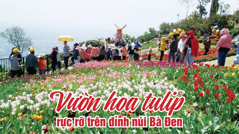 Ngắm vườn hoa tulip rực rỡ trên đỉnh núi Bà Đen