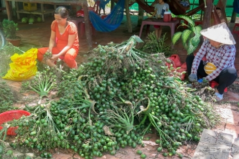 Trung Quốc gom mua cau non giá cao, Cục Trồng trọt khuyến cáo không trồng ồ ạt