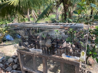 Tân Biên: Phát hiện nhiều loại động vật hoang dã nuôi nhốt trái phép tại một quán ăn