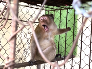 Chi cục Kiểm lâm: Bắt khỉ hoang liên tục quậy phá, tấn công người