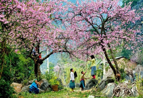 5 địa danh tuyệt đẹp ở Việt Nam vào mùa xuân: Hãy xách balo lên và đi để không bỏ lỡ!