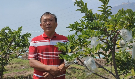 Mãng cầu Tây Ninh thắng lớn