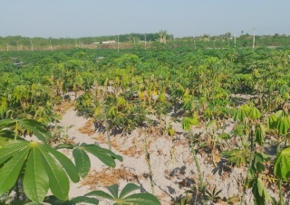 Tân Châu: Nhiều diện tích cây khoai mì bị nhện đỏ tấn công