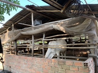 Công an Tây Ninh: Triệt xoá đường dây buôn lậu bò qua biên giới