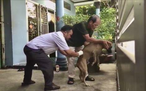 Trạm Chăn nuôi và Thú y Thành phố: Tiêm phòng bệnh dại cho chó