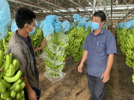 Liên kết tiêu thụ nông sản: Doanh nghiệp và nông dân cùng hưởng lợi