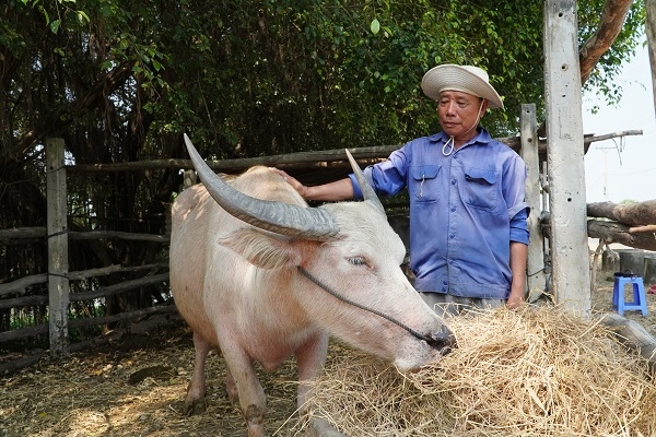 Độc lạ 5 con trâu màu hồng xuất hiện tại Tây Ninh