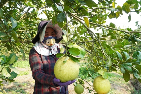 Bài cuối: Thực hiện nghiêm các quy định xuất khẩu nông sản