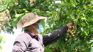 Hội Nông dân xã Long Khánh: Hỗ trợ nông dân trong phát triển kinh tế