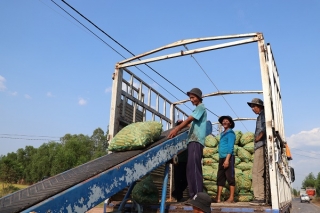 Vụ Đông Xuân 2022 - 2023: Nông dân Bến Cầu trồng 460 ha bắp liên kết tiêu thụ với doanh nghiệp