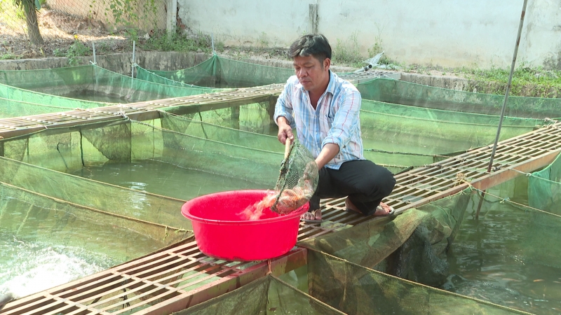 Làm giàu từ nghề nuôi cá giống