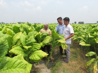 Trồng cây thuốc lá vàng: Giải quyết việc làm và tăng thu nhập cho lao động nông thôn