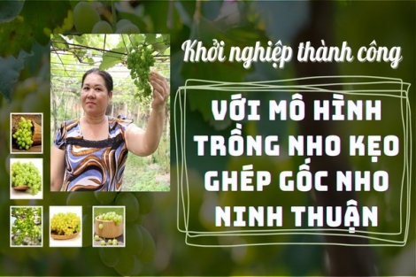 Khởi nghiệp thành công với mô hình trồng nho kẹo ghép gốc nho Ninh Thuận