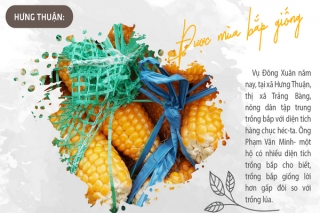 Hưng Thuận: Được mùa bắp giống
