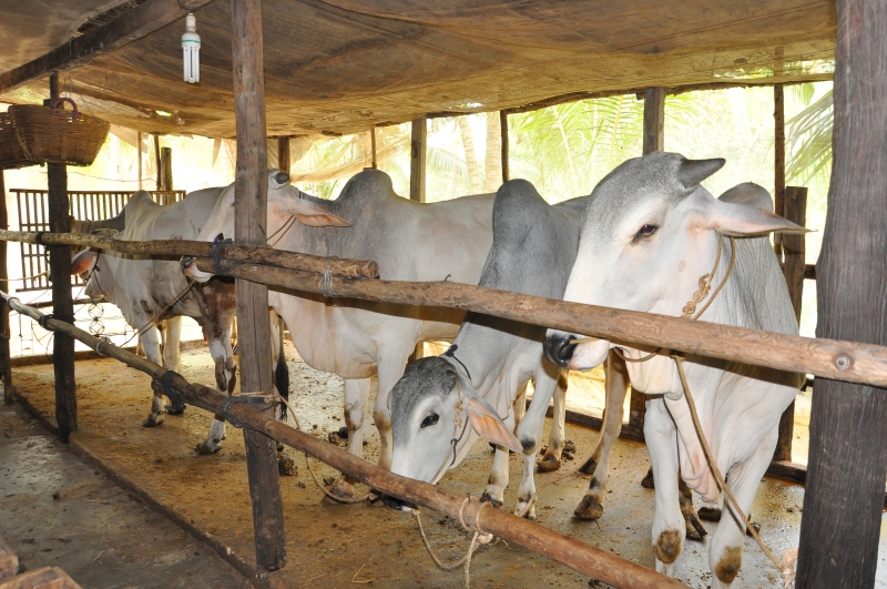 Ngăn chặn vận chuyển, buôn bán trái phép trâu, bò qua biên giới